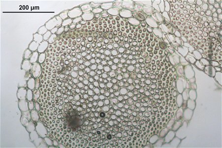 Sphagnum girgensohnii