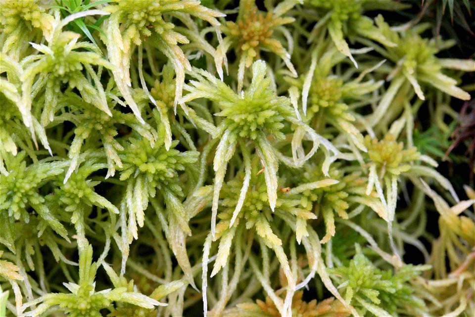 Sphagnum girgensohnii