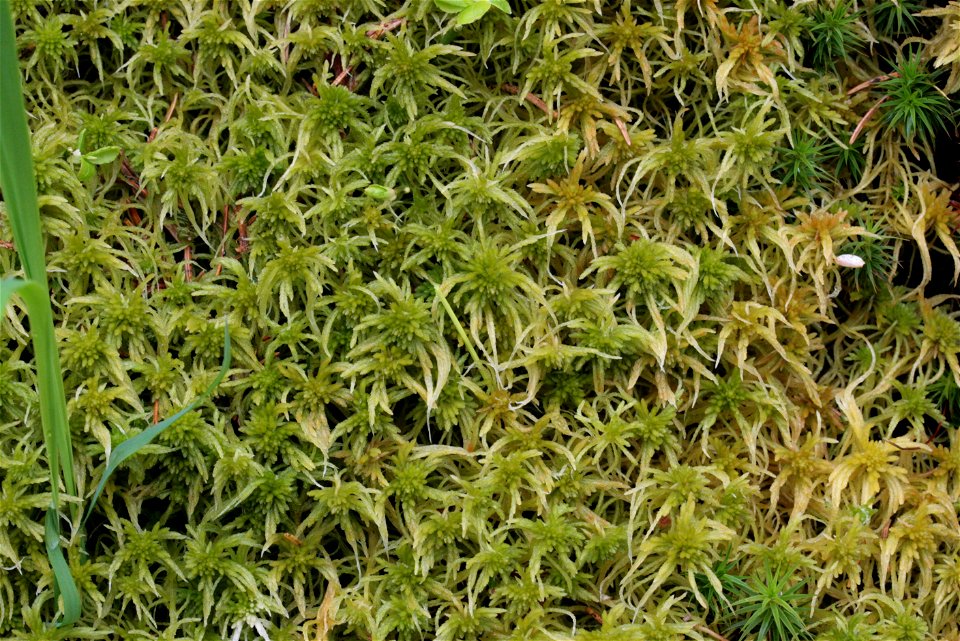 Sphagnum girgensohnii