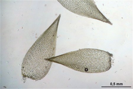 Sphagnum girgensohnii
