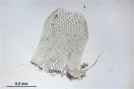 Sphagnum girgensohnii