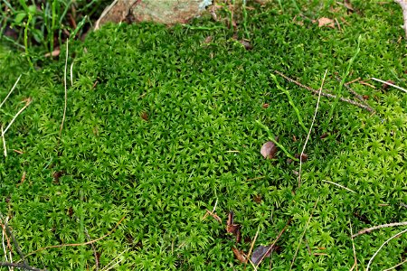 Sphagnum girgensohnii