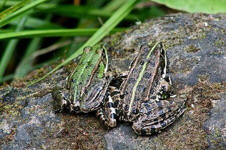 Camouflage pond inhabitants amphibians