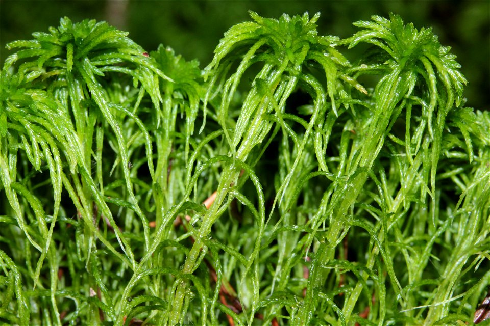 Sphagnum girgensohnii
