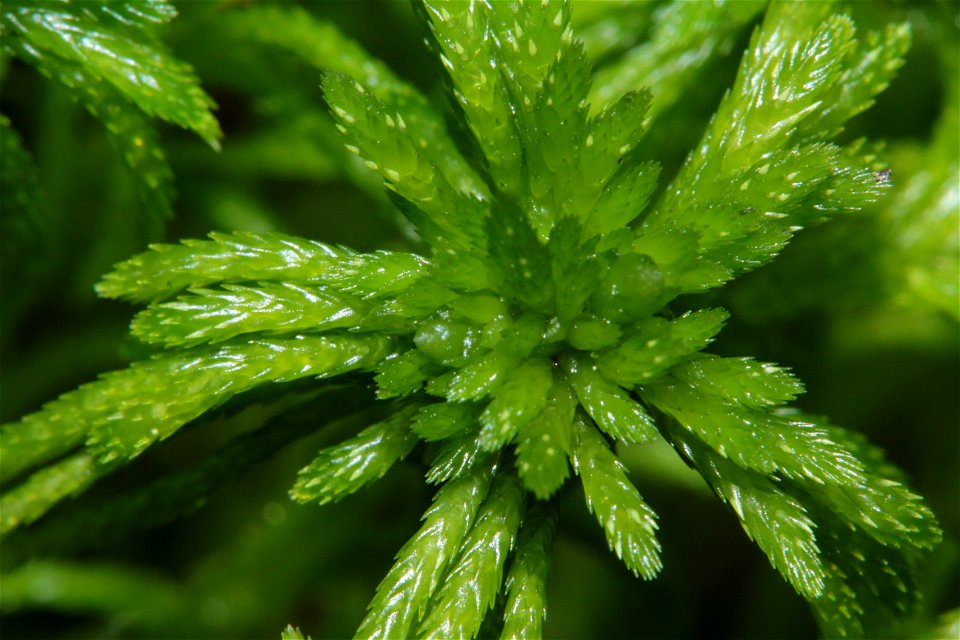 Sphagnum girgensohnii
