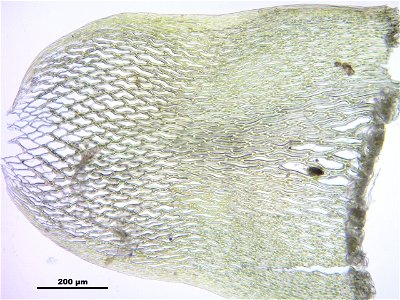 Sphagnum girgensohnii