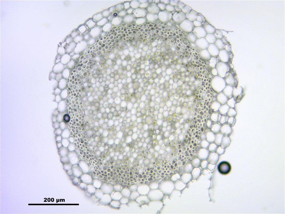 Sphagnum girgensohnii