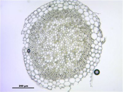 Sphagnum girgensohnii