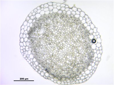 Sphagnum girgensohnii