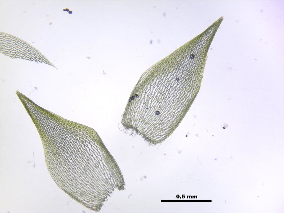 Sphagnum girgensohnii