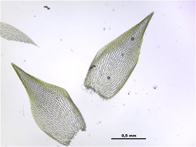 Sphagnum girgensohnii