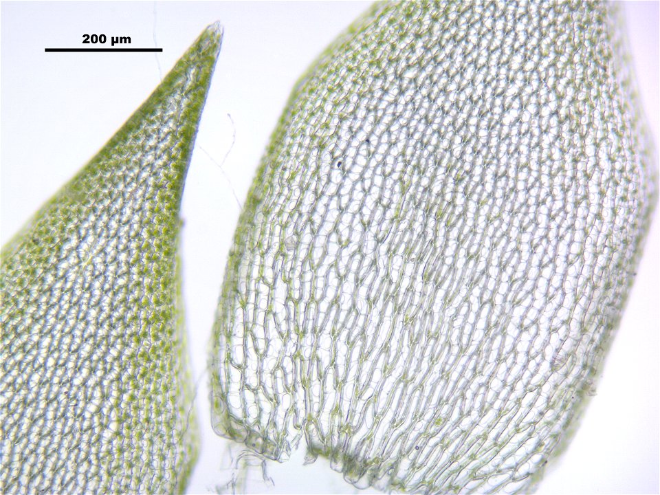 Sphagnum girgensohnii