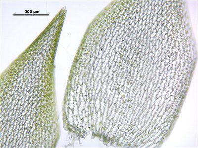 Sphagnum girgensohnii