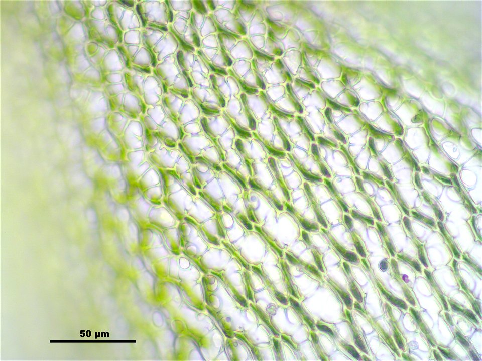 Sphagnum girgensohnii