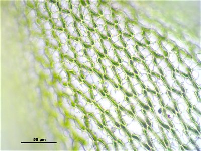 Sphagnum girgensohnii