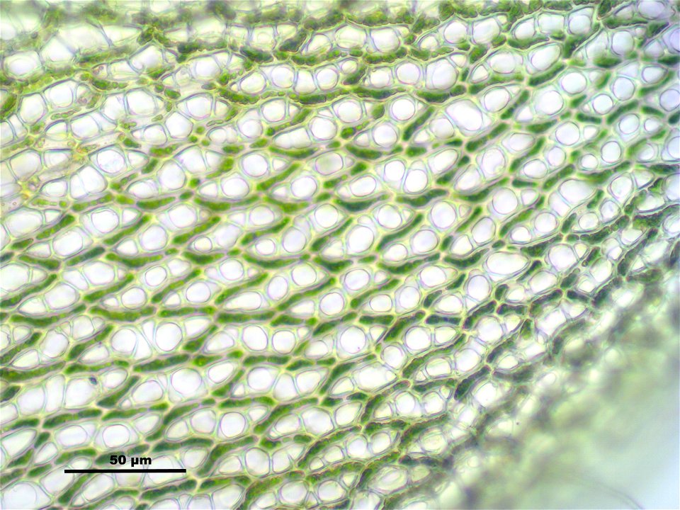 Sphagnum girgensohnii