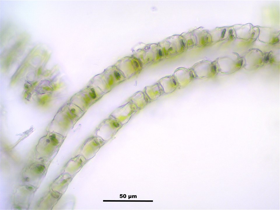 Sphagnum girgensohnii