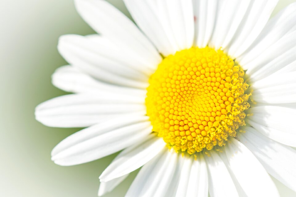 White flower blossom bloom