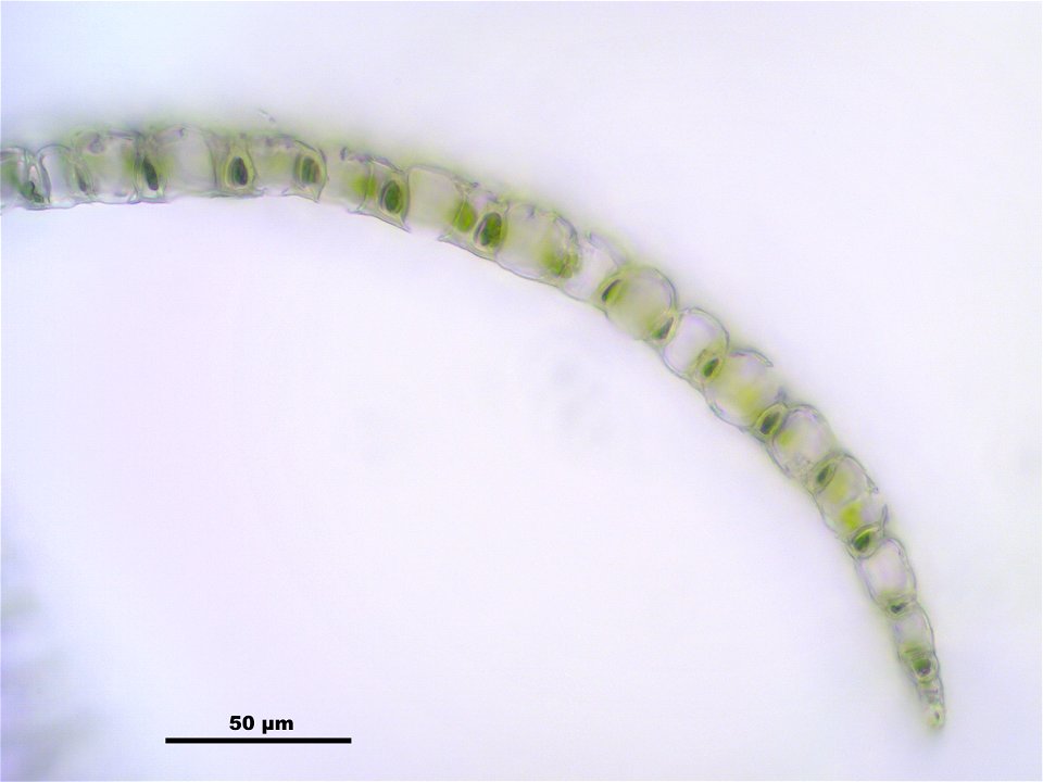 Sphagnum girgensohnii