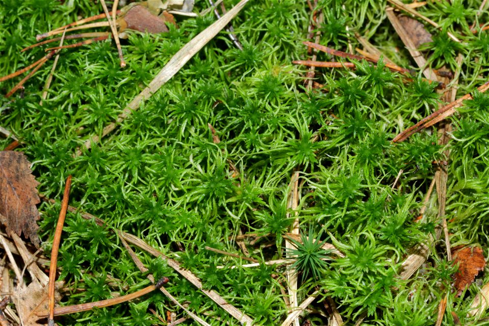 Sphagnum fimbriatum