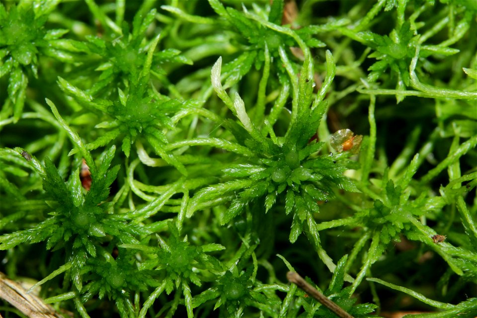 Sphagnum fimbriatum