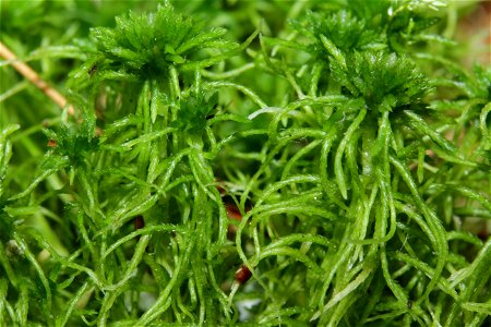 Sphagnum fimbriatum