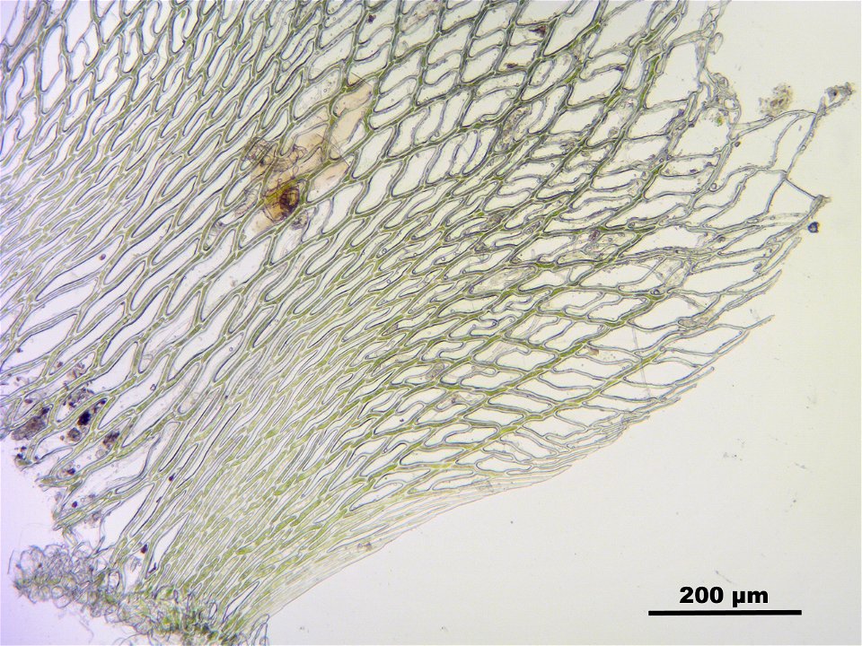 Sphagnum fimbriatum