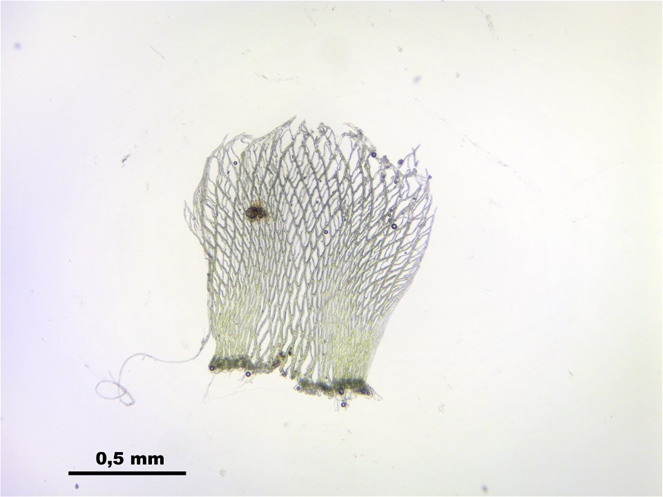 Sphagnum fimbriatum
