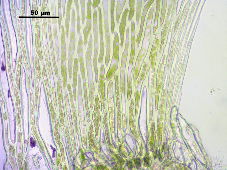 Sphagnum fimbriatum
