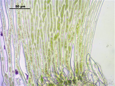 Sphagnum fimbriatum