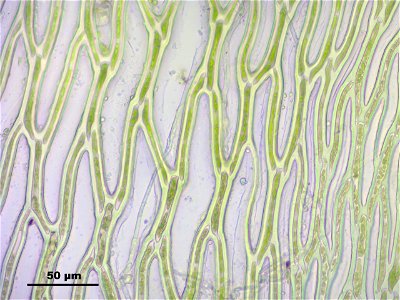 Sphagnum fimbriatum