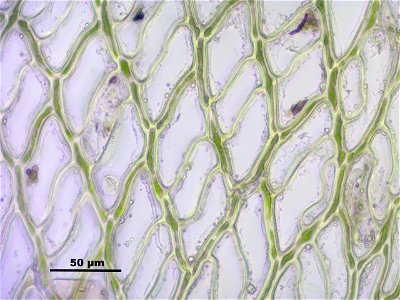 Sphagnum fimbriatum