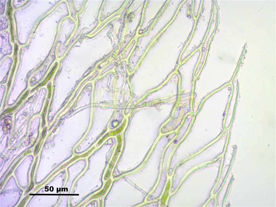 Sphagnum fimbriatum