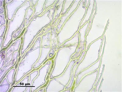 Sphagnum fimbriatum
