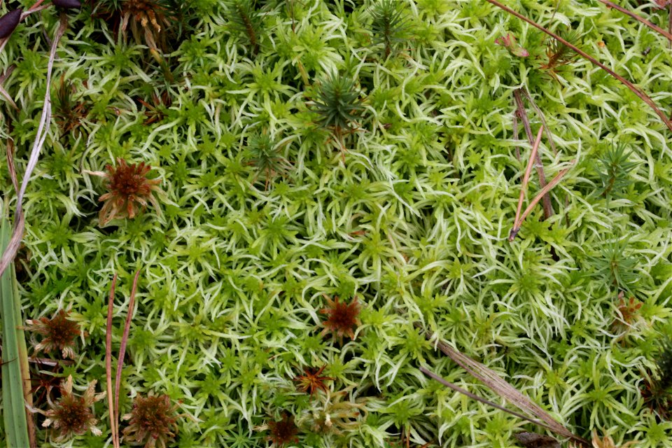 Sphagnum fimbriatum