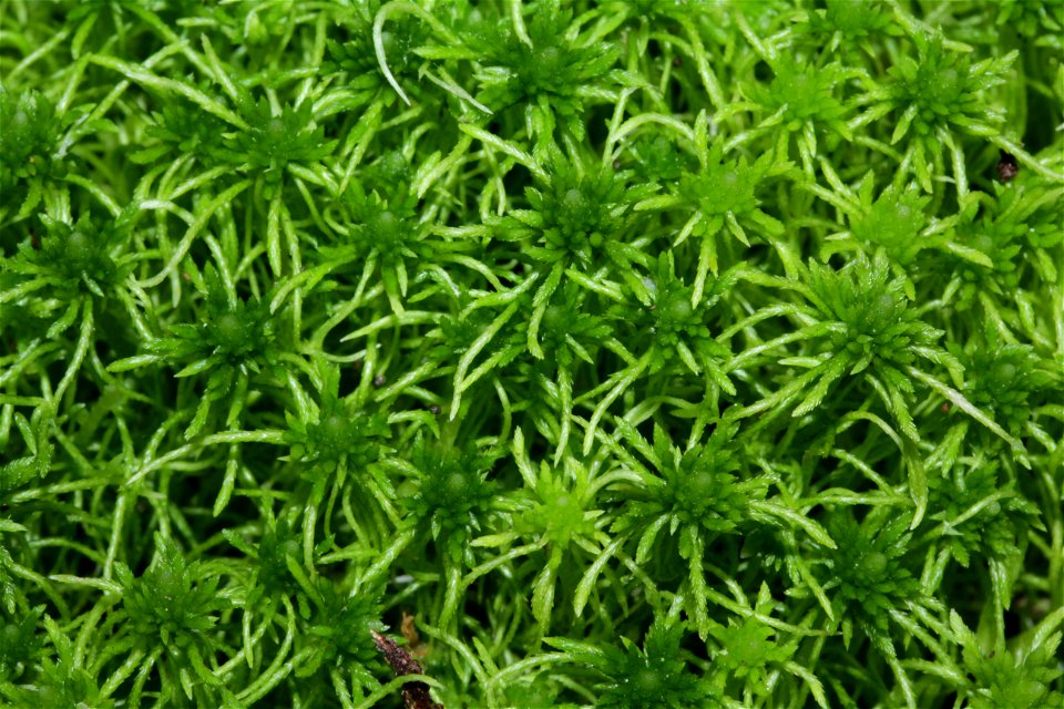 Sphagnum fimbriatum