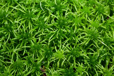 Sphagnum fimbriatum