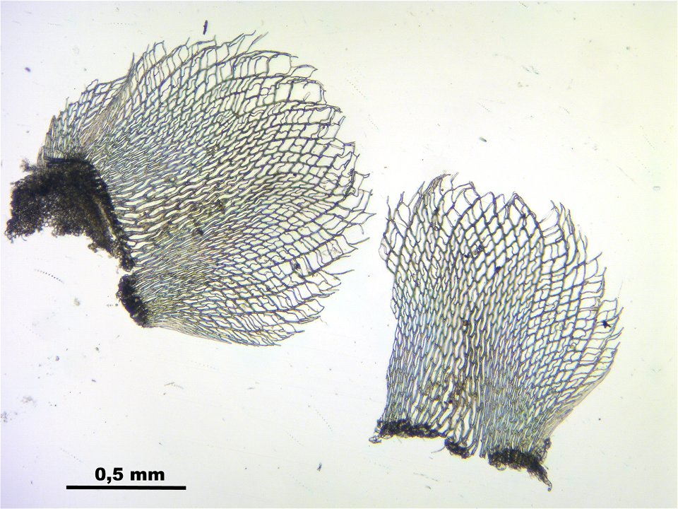 Sphagnum fimbriatum
