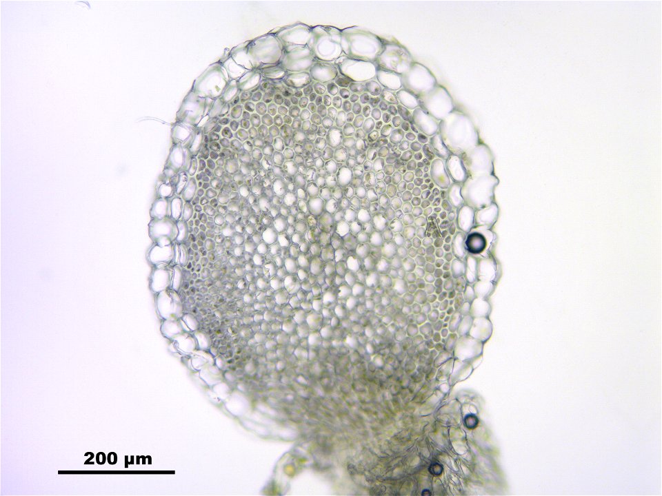 Sphagnum fimbriatum