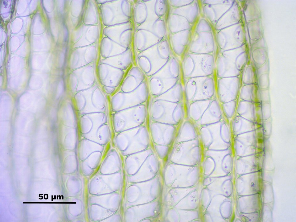 Sphagnum fimbriatum