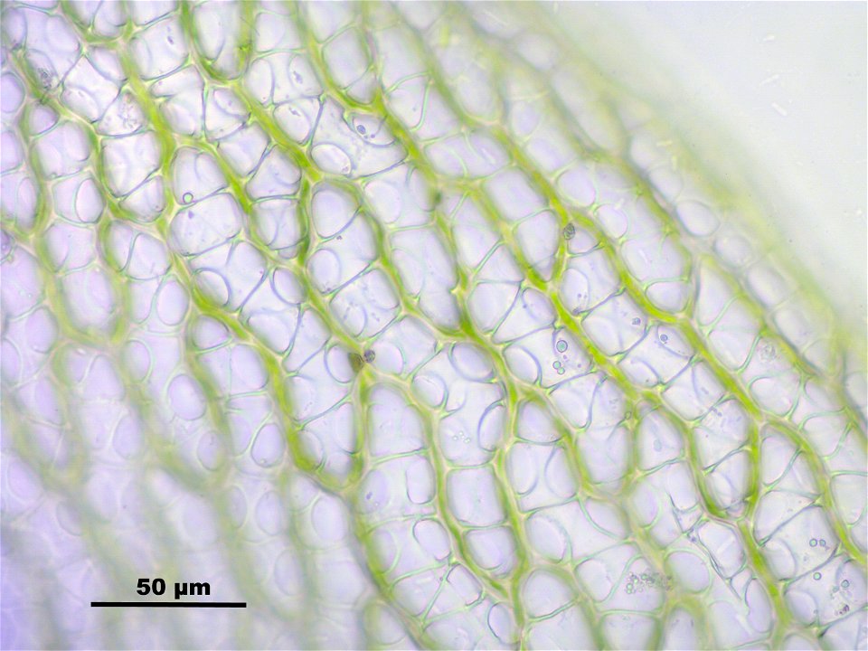 Sphagnum fimbriatum