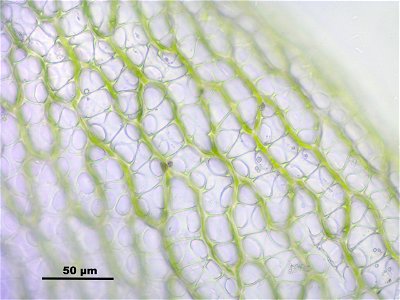 Sphagnum fimbriatum