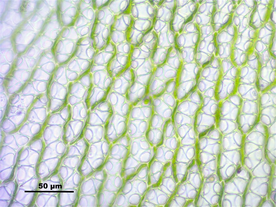 Sphagnum fimbriatum