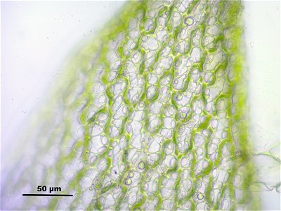 Sphagnum fimbriatum