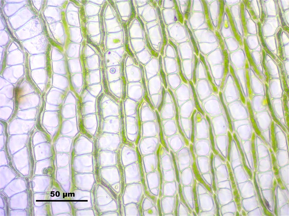 Sphagnum fimbriatum