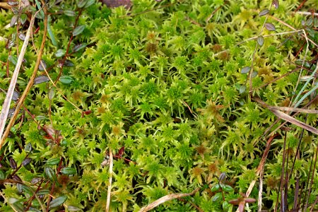 Sphagnum fallax