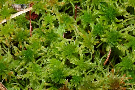 Sphagnum fallax