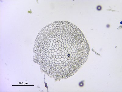 Sphagnum fallax