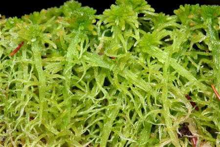 Sphagnum fallax