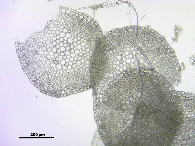 Sphagnum fallax